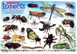 Bugs Or Insects