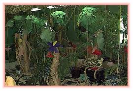 Rain Forest Layers Theme for Preschool