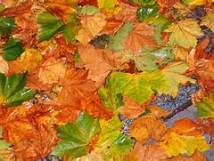 fall leaves theme