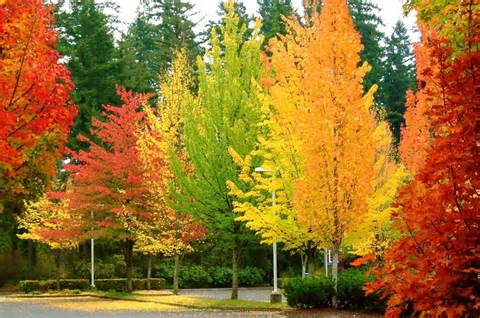 fall preschool theme activities and lesson plans fall lesson plans