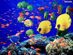 ocean life theme for preschool
