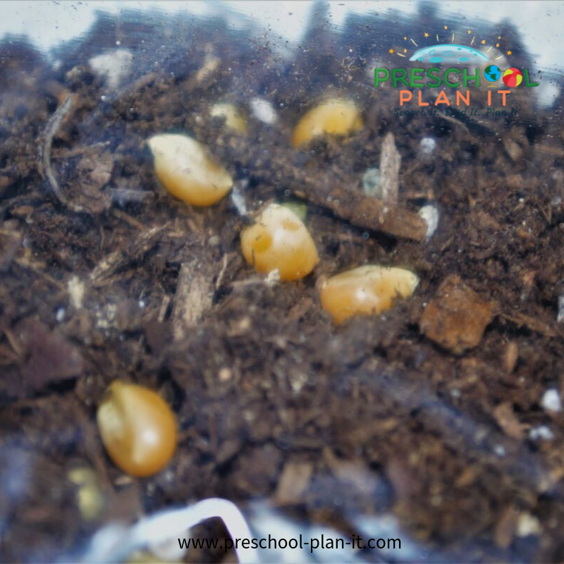 Preschool Thanksgiving Activities Science Activity