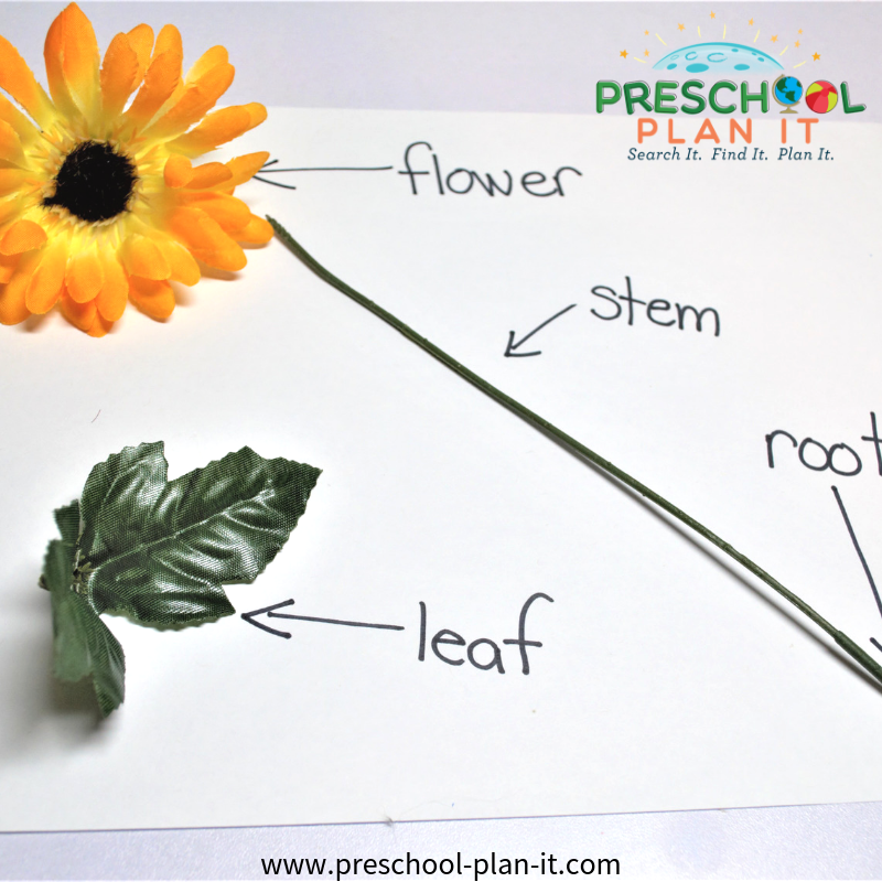 Parts of a Flower Circle Time Activity for a Growing Flowers Preschool Theme