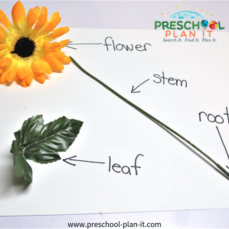 Growing Flowers Preschool Theme