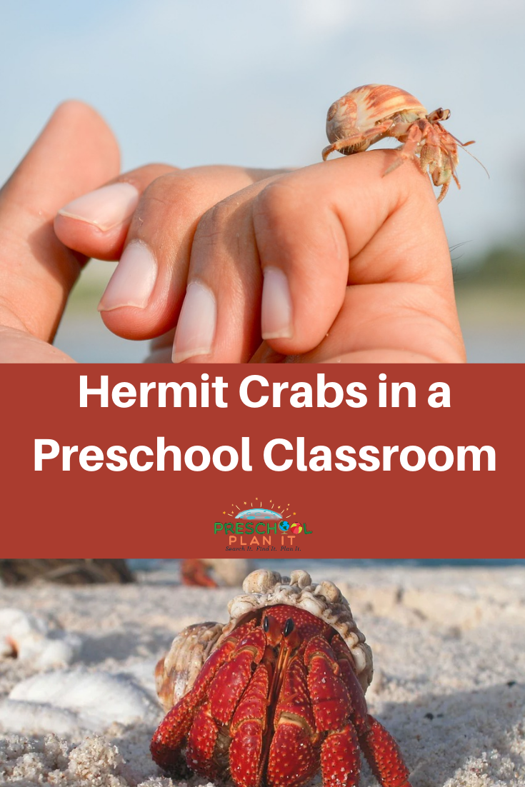 Hermit Crabs in Preschool