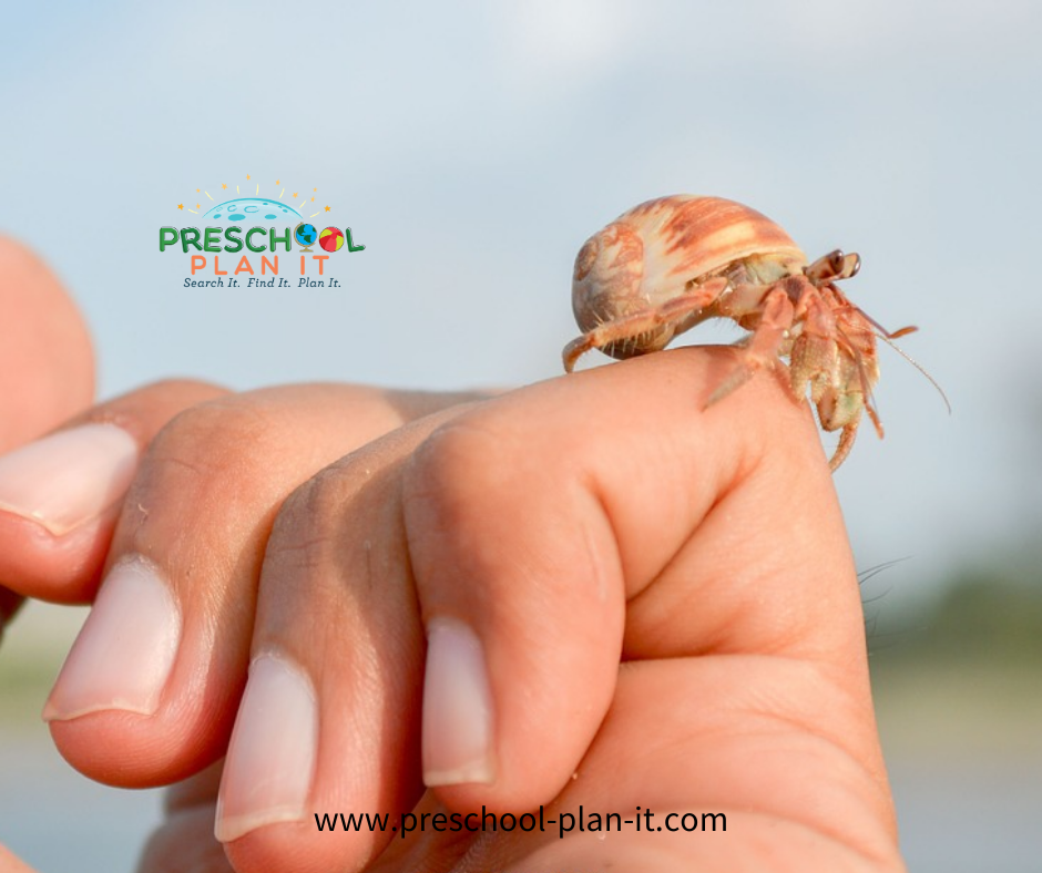 Hermit Crabs in Preschool