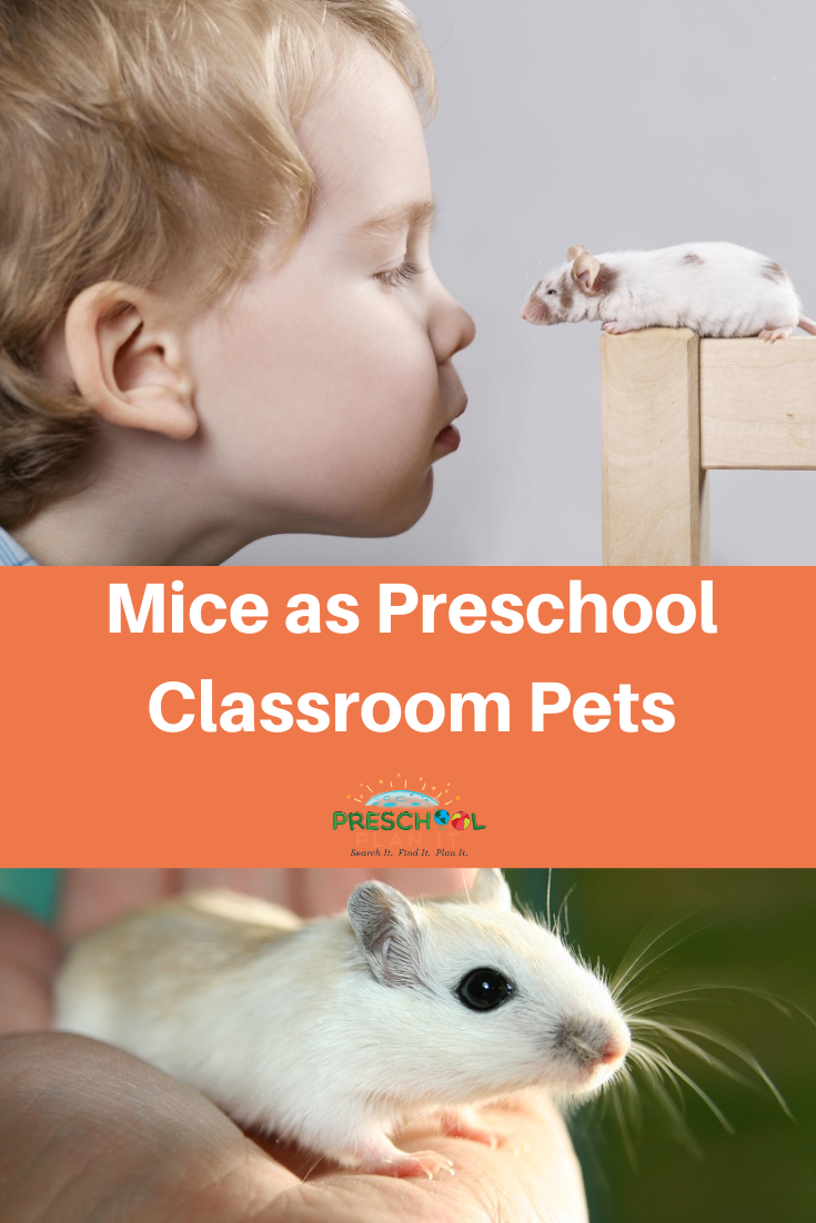 Mice as Classroom Pets